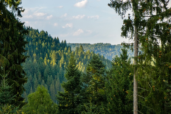 schwarzwald blog forst