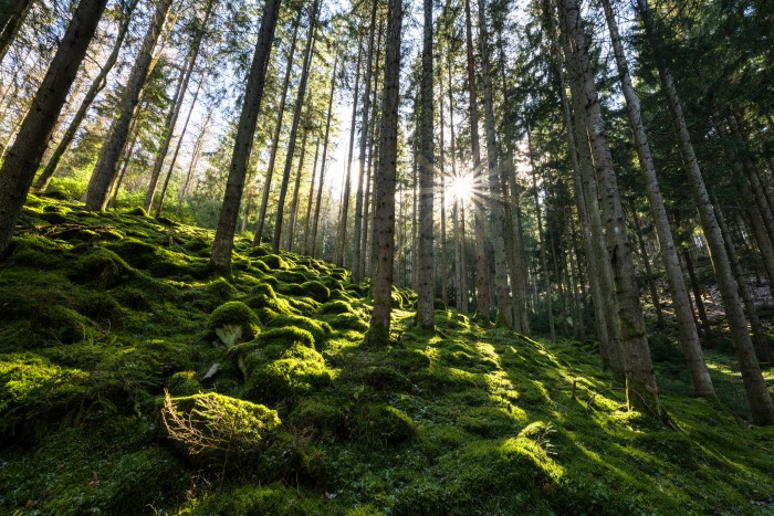 Schwarzwald Urlaub Waldbaden Erholung