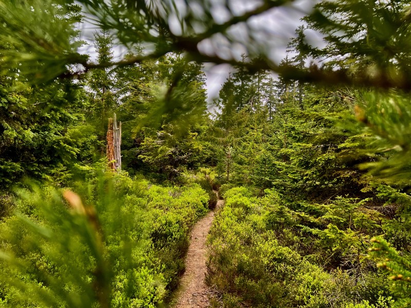 Nördlicher Schwarzwald Blog Pfadwanderung Hohlohmoor Enzklösterle Copyright Andrea C. Bayer